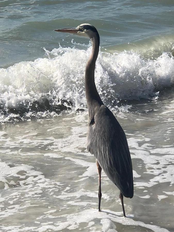 Welcome To The Paradise Fort Myers Beach Exteriör bild